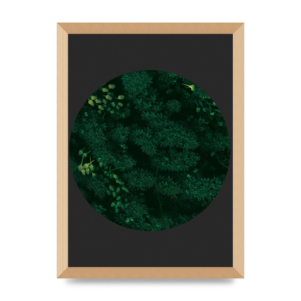 Black Back Green Plant Disc Series One Art For The Home - A3 framed
