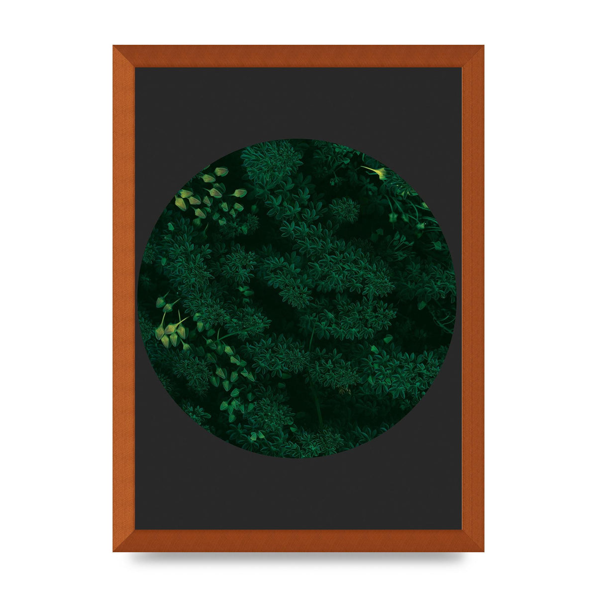 Black Back Green Plant Disc Series One Art For The Home - A3 framed