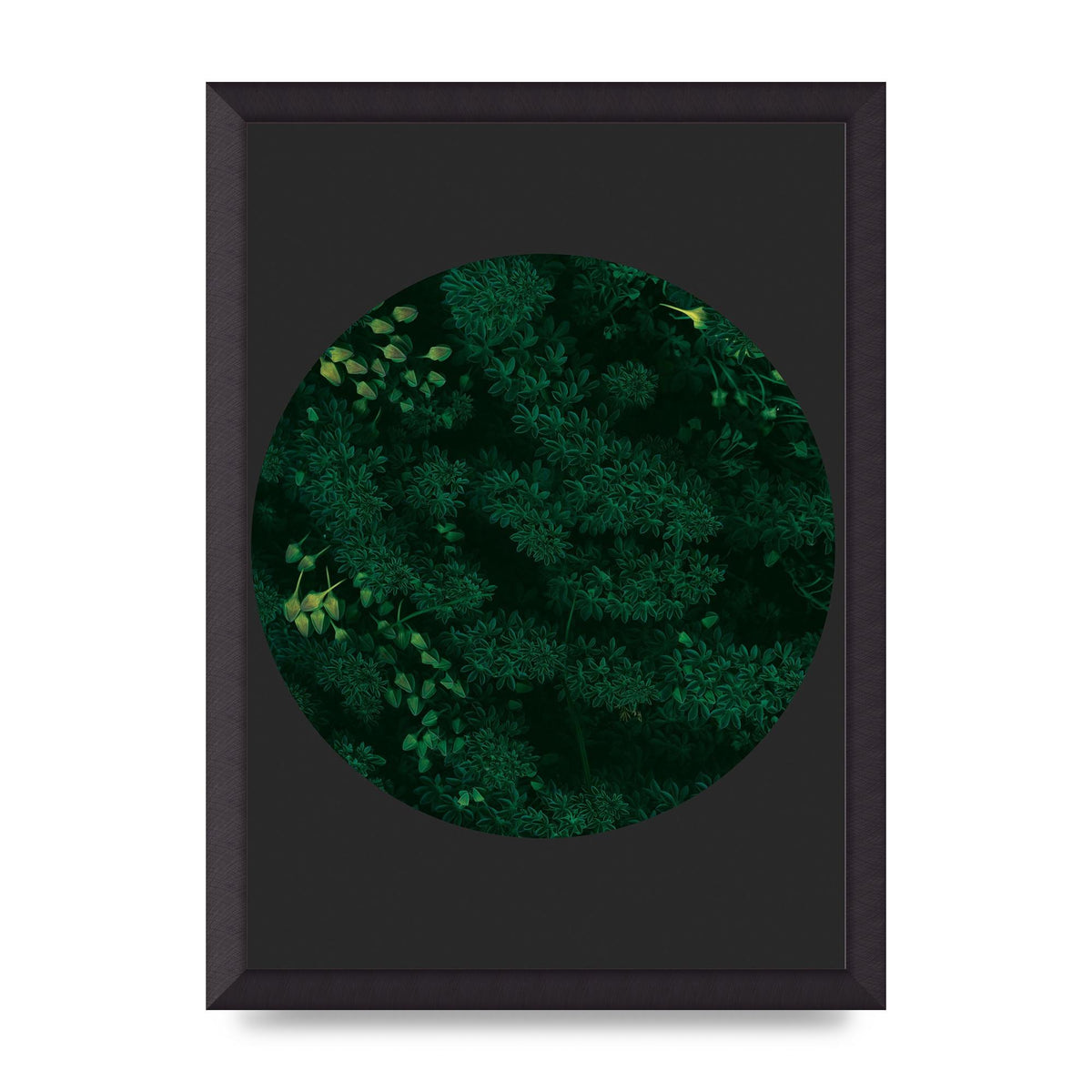 Black Back Green Plant Disc Series One Art For The Home - A3 framed