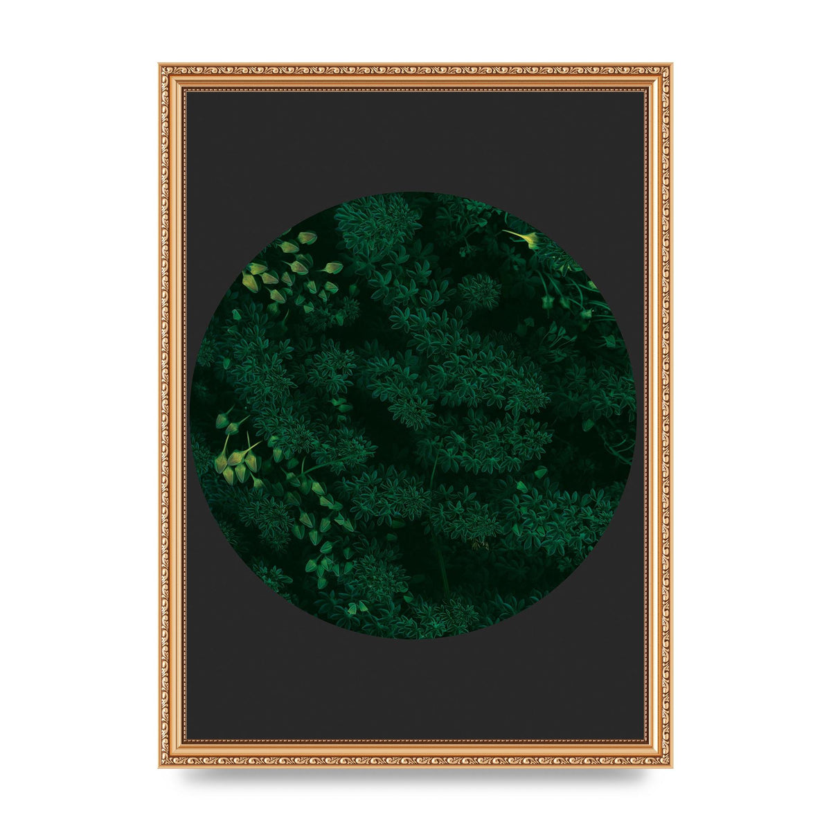 Black Back Green Plant Disc Series One Art For The Home - A3 framed