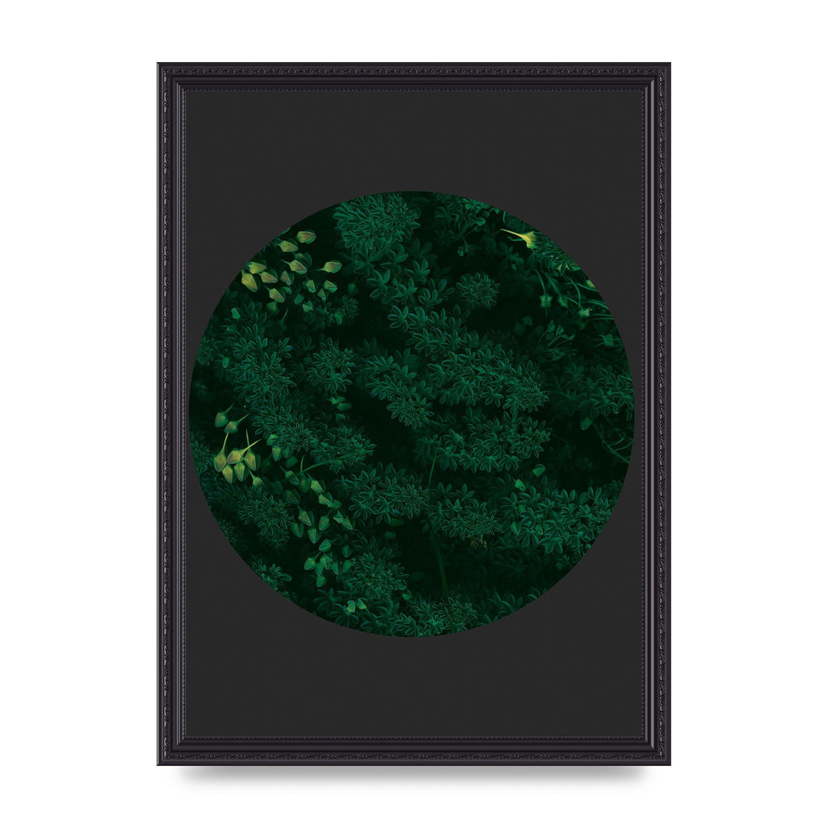 Black Back Green Plant Disc Series One Art For The Home - A3 framed