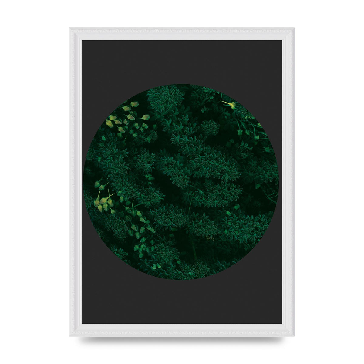 Black Back Green Plant Disc Series One Art For The Home - A3 framed