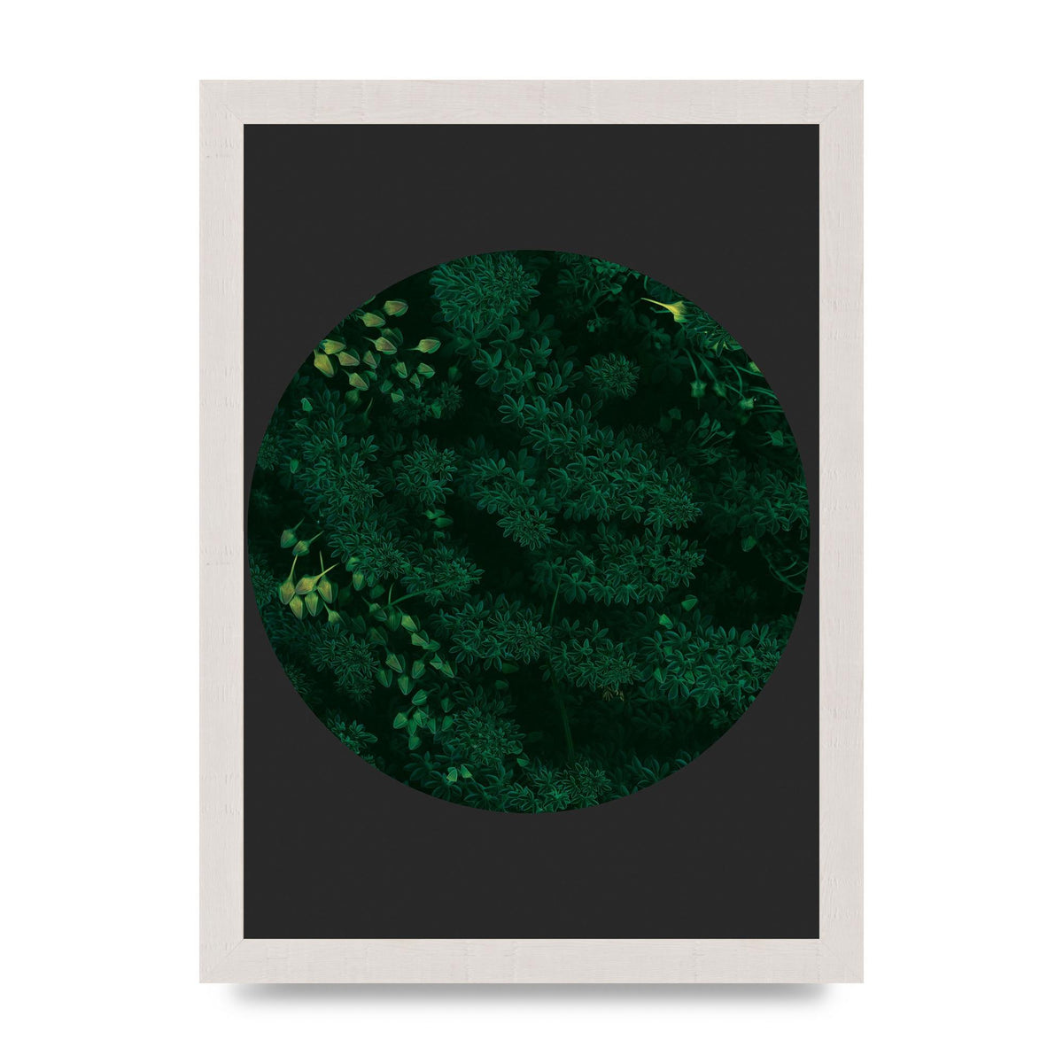 Black Back Green Plant Disc Series One Art For The Home - A4 framed
