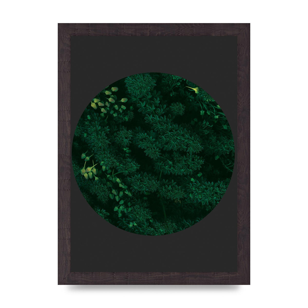 Black Back Green Plant Disc Series One Art For The Home - A4 framed
