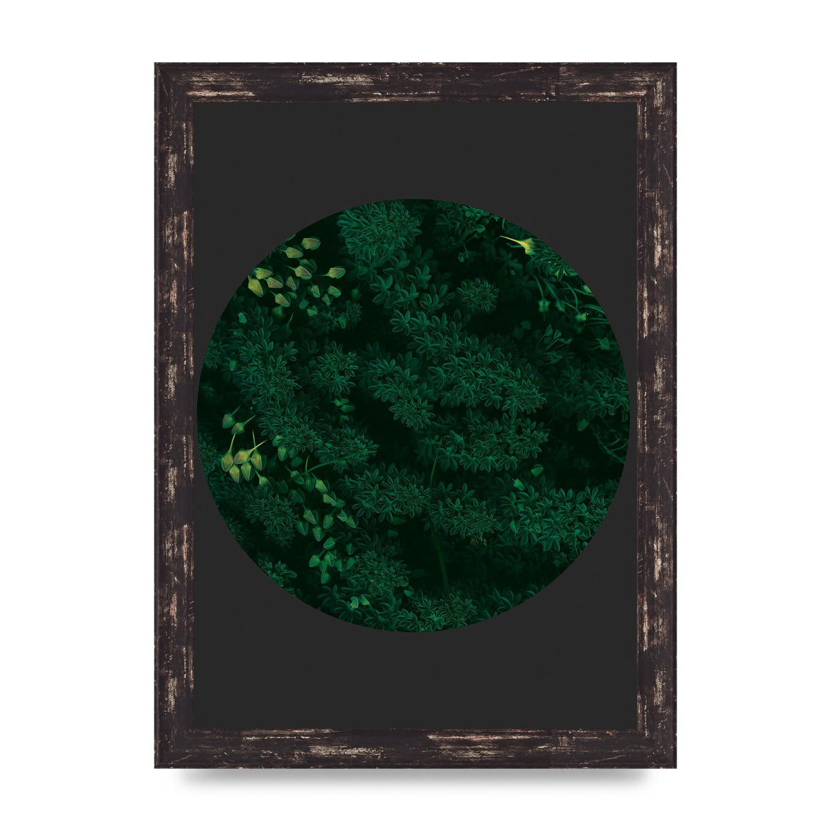 Black Back Green Plant Disc Series One Art For The Home - A4 framed