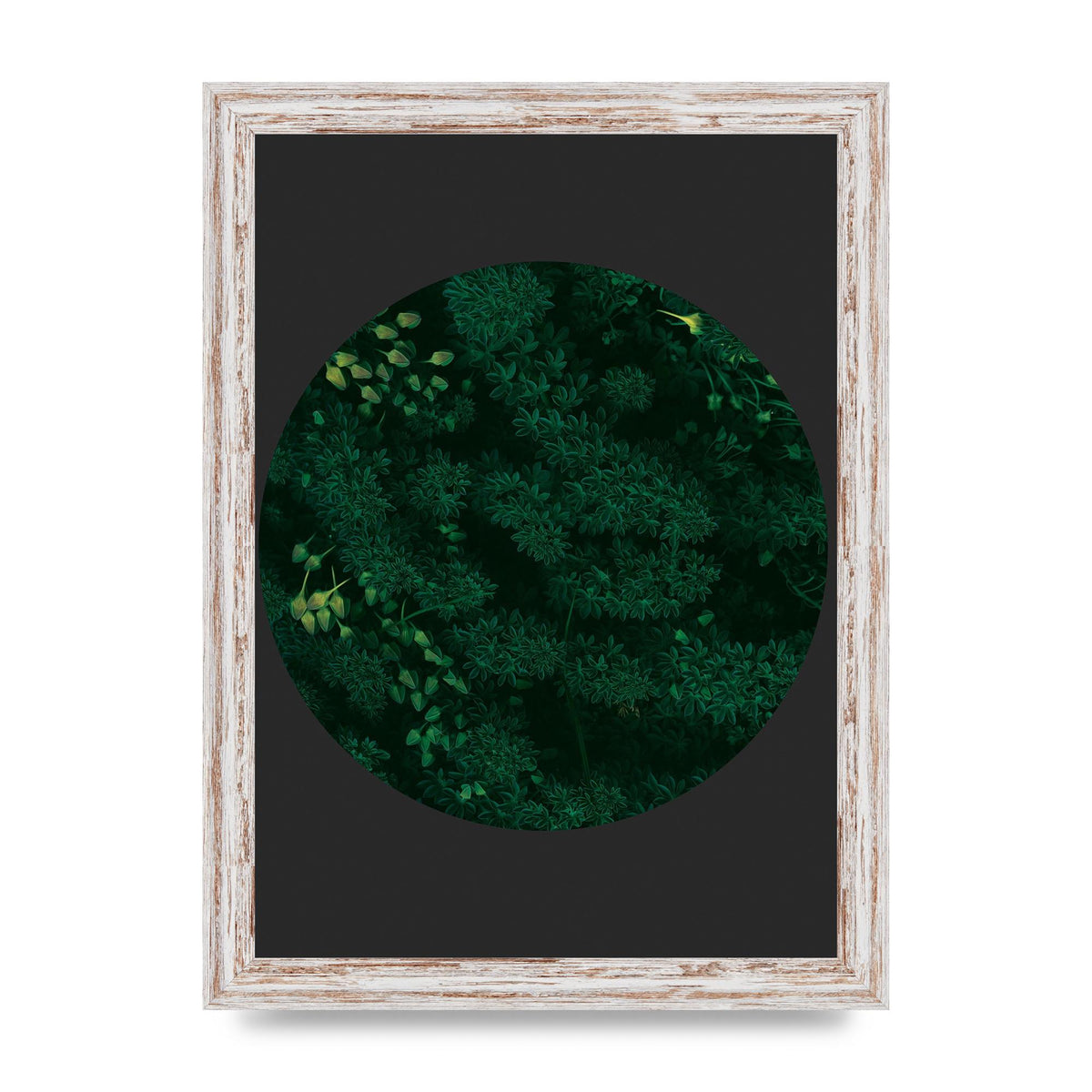 Black Back Green Plant Disc Series One Art For The Home - A4 framed