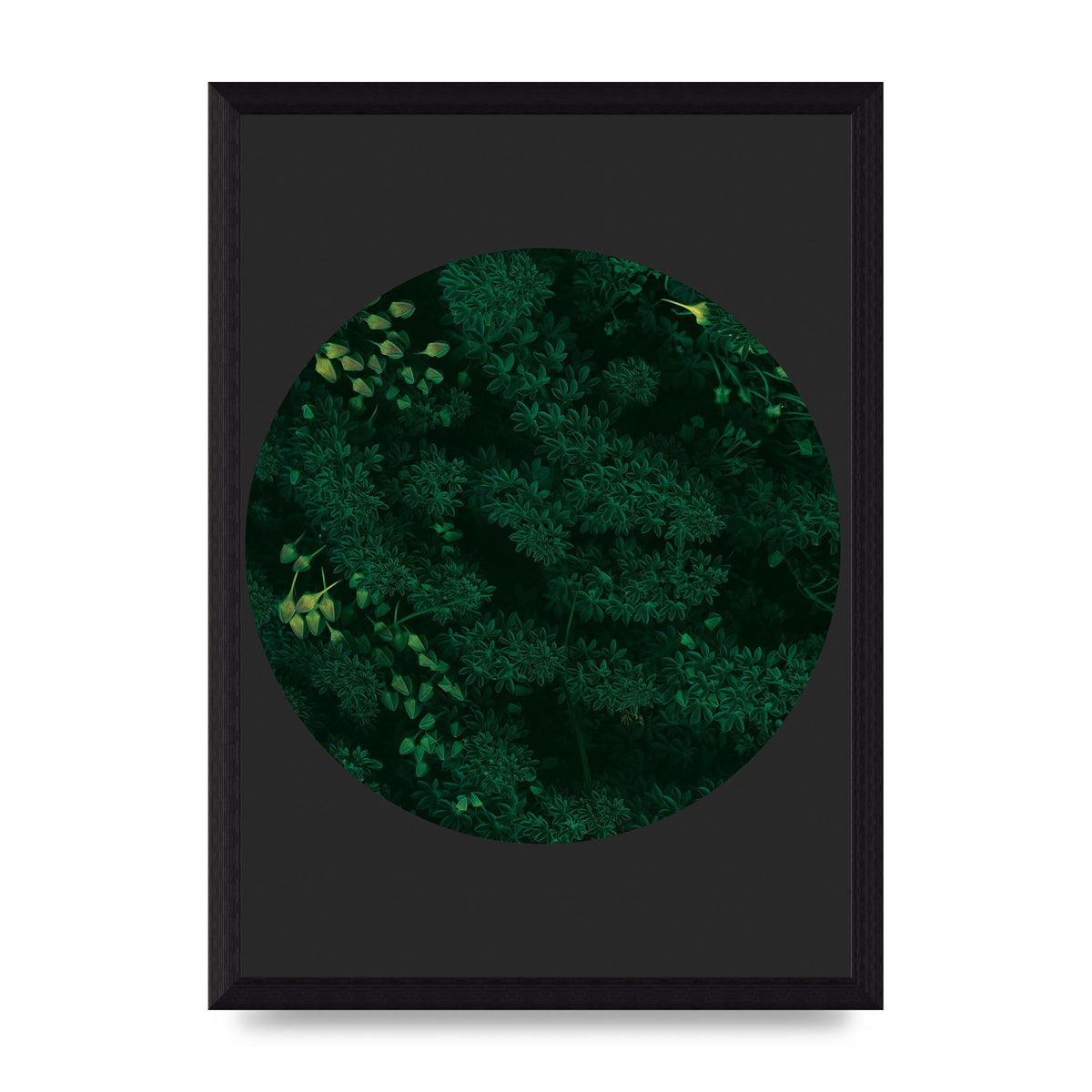 Black Back Green Plant Disc Series One Art For The Home - A4 framed