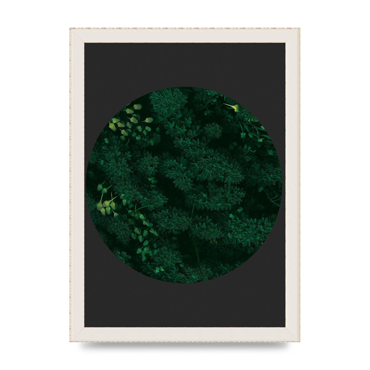 Black Back Green Plant Disc Series One Art For The Home - A4 framed