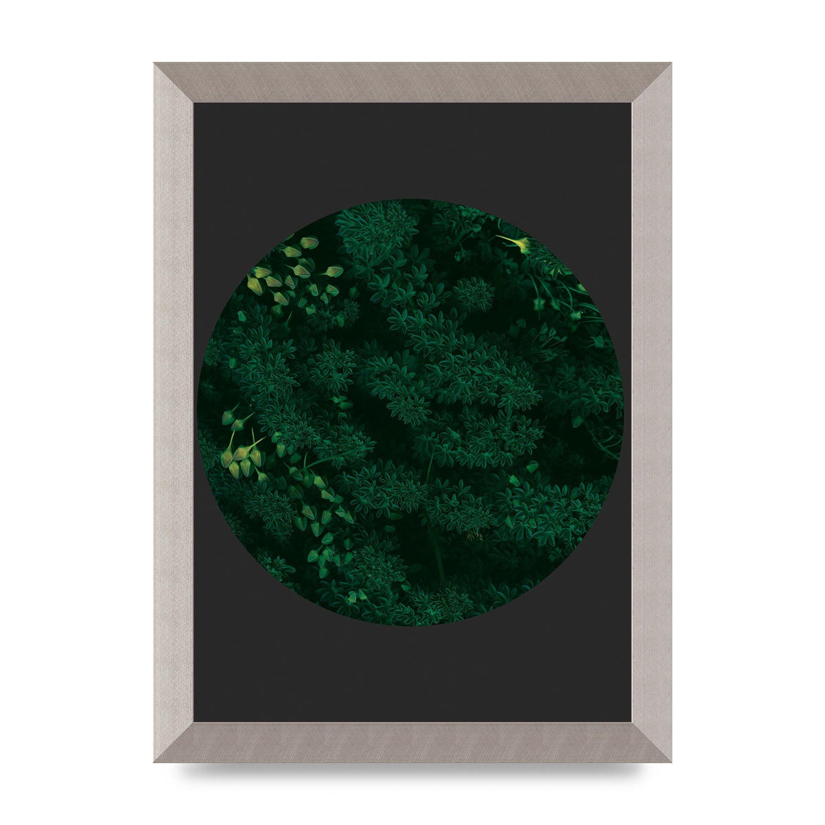 Black Back Green Plant Disc Series One Art For The Home - A4 framed