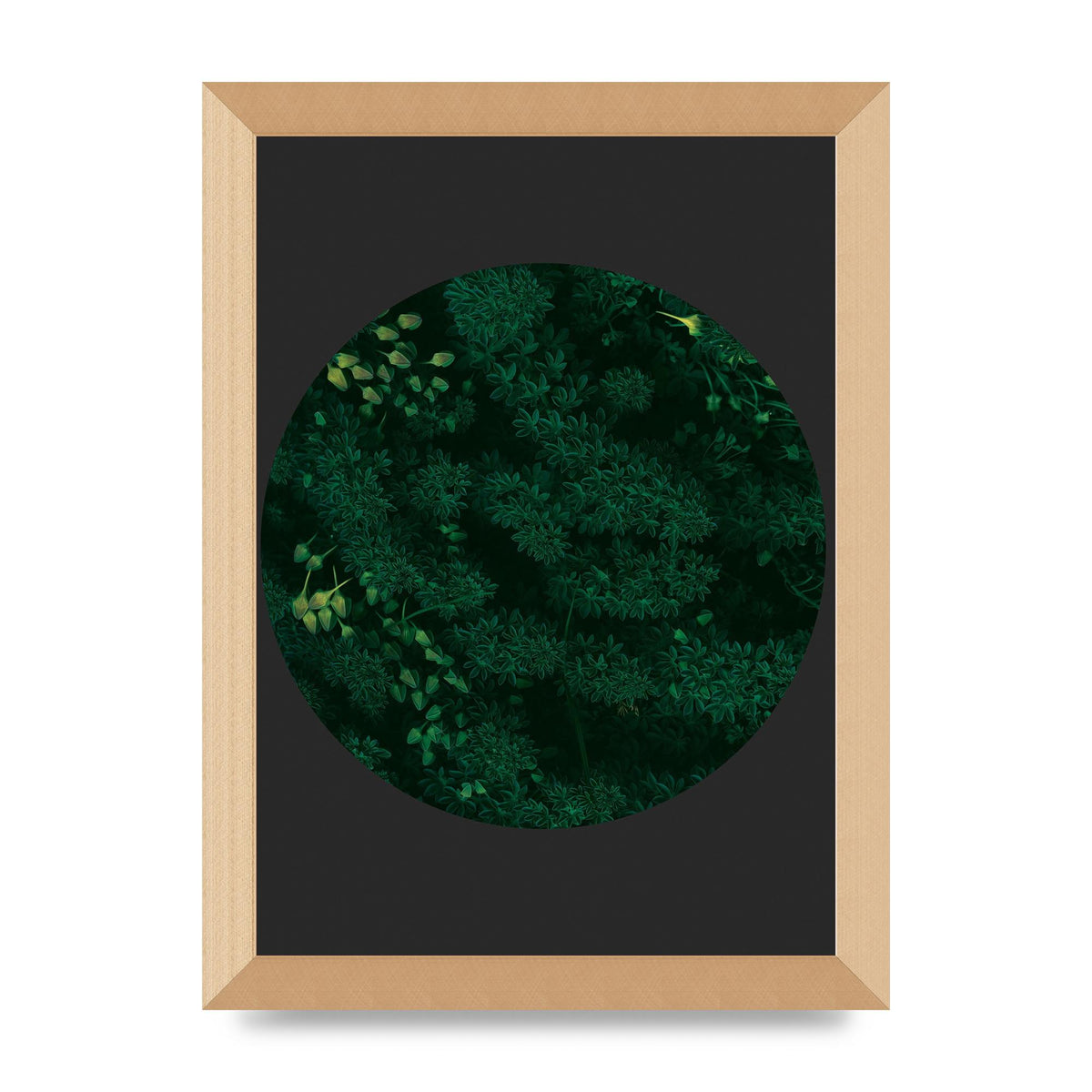 Black Back Green Plant Disc Series One Art For The Home - A4 framed