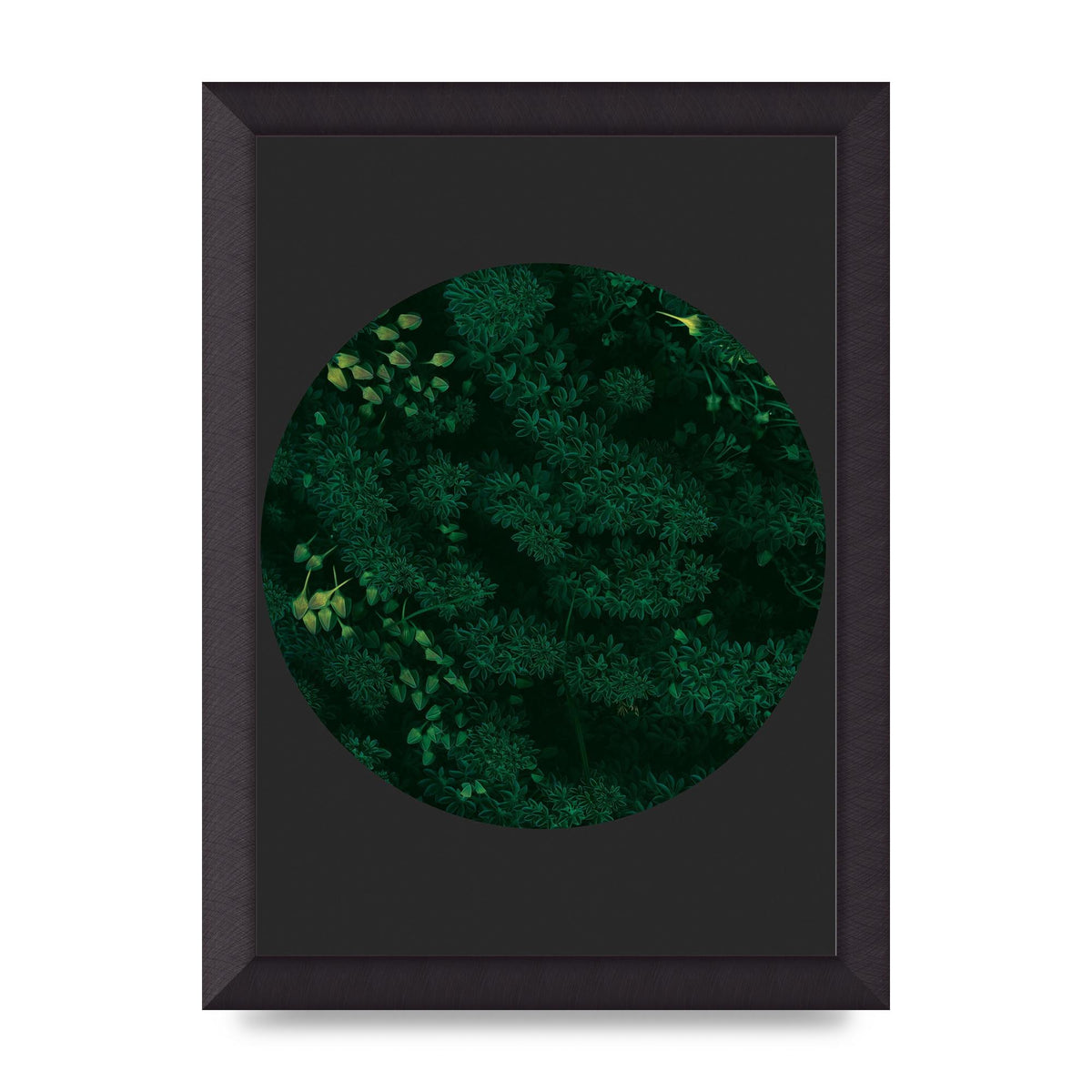Black Back Green Plant Disc Series One Art For The Home - A4 framed