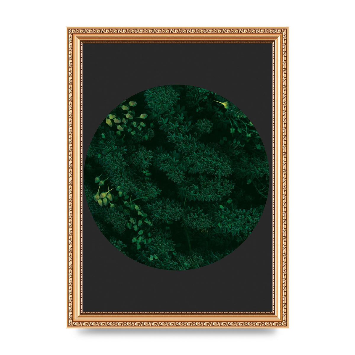 Black Back Green Plant Disc Series One Art For The Home - A4 framed
