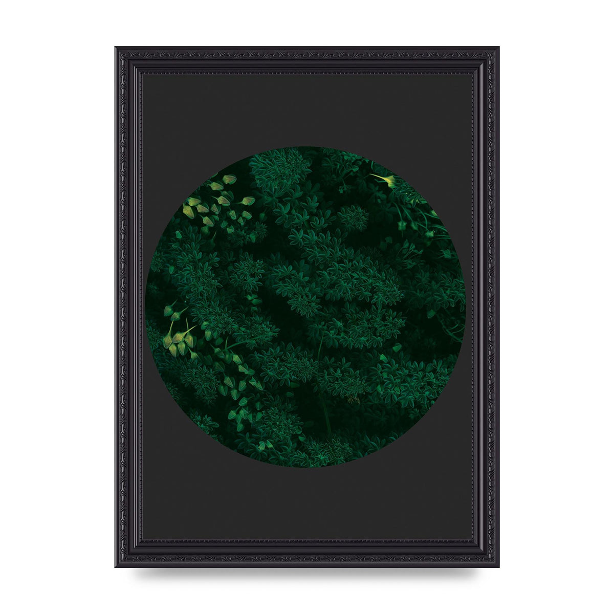 Black Back Green Plant Disc Series One Art For The Home - A4 framed