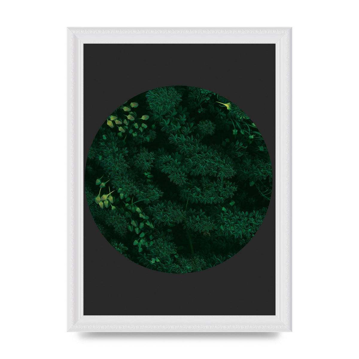 Black Back Green Plant Disc Series One Art For The Home - A4 framed
