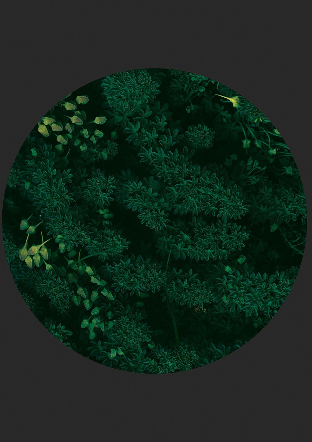 Black Back Green Plant Disc Series One Art For The Home - detail