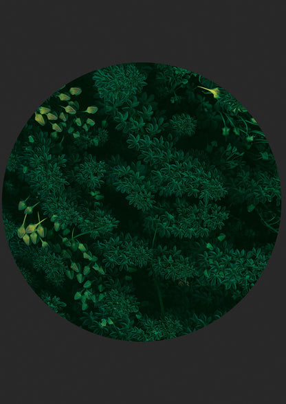 Black Back Green Plant Disc Series One Art For The Home - detail