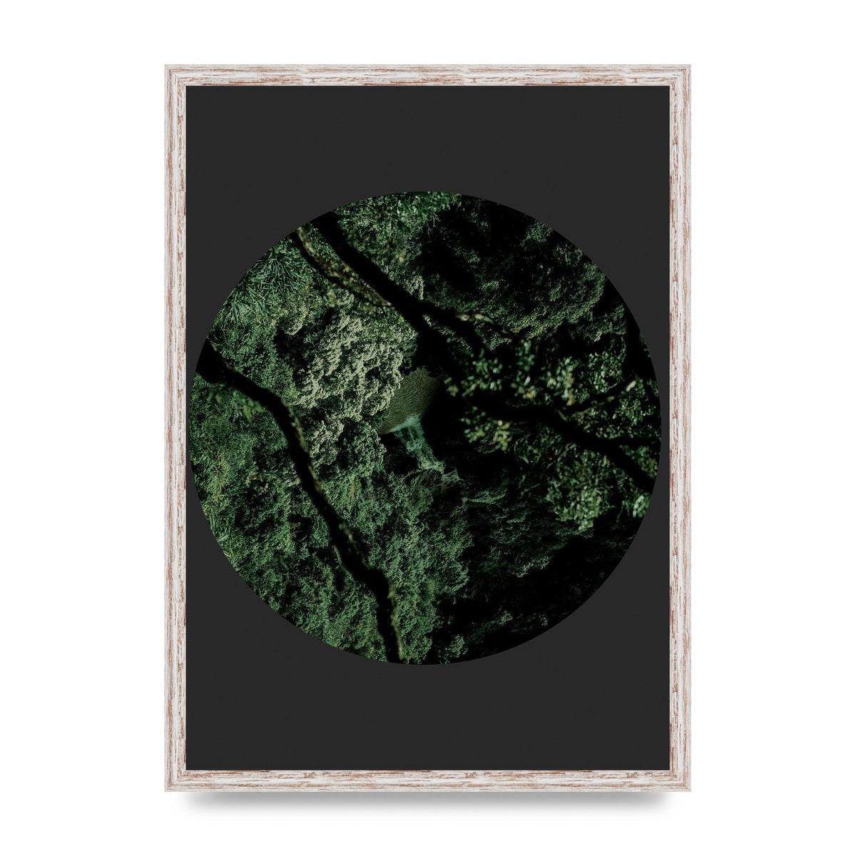 Black Back Green Plant Disc Series Two Printed Poster - A2 framed