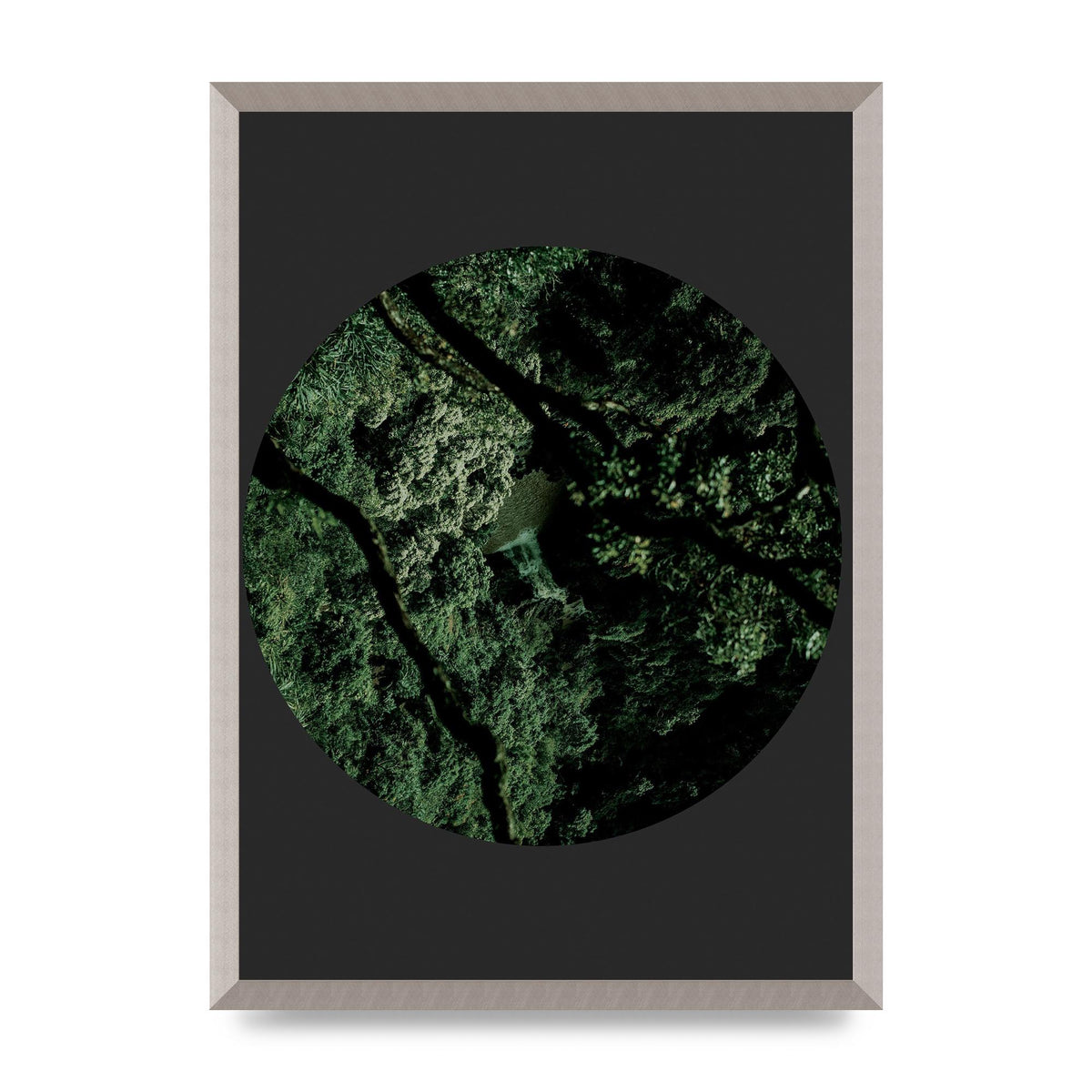 Black Back Green Plant Disc Series Two Printed Poster - A2 framed