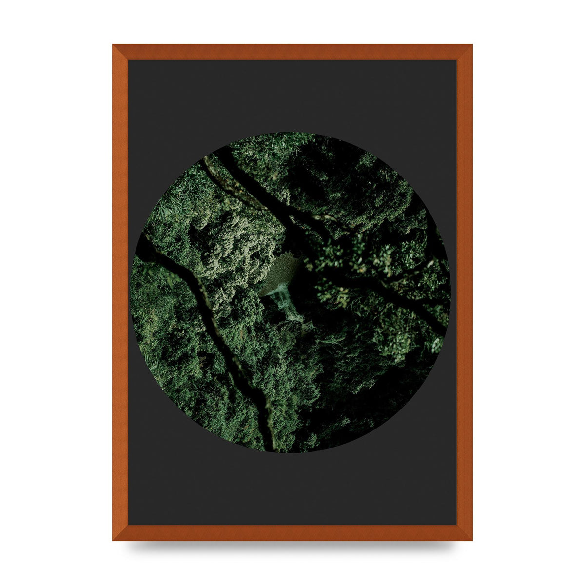 Black Back Green Plant Disc Series Two Printed Poster - A2 framed