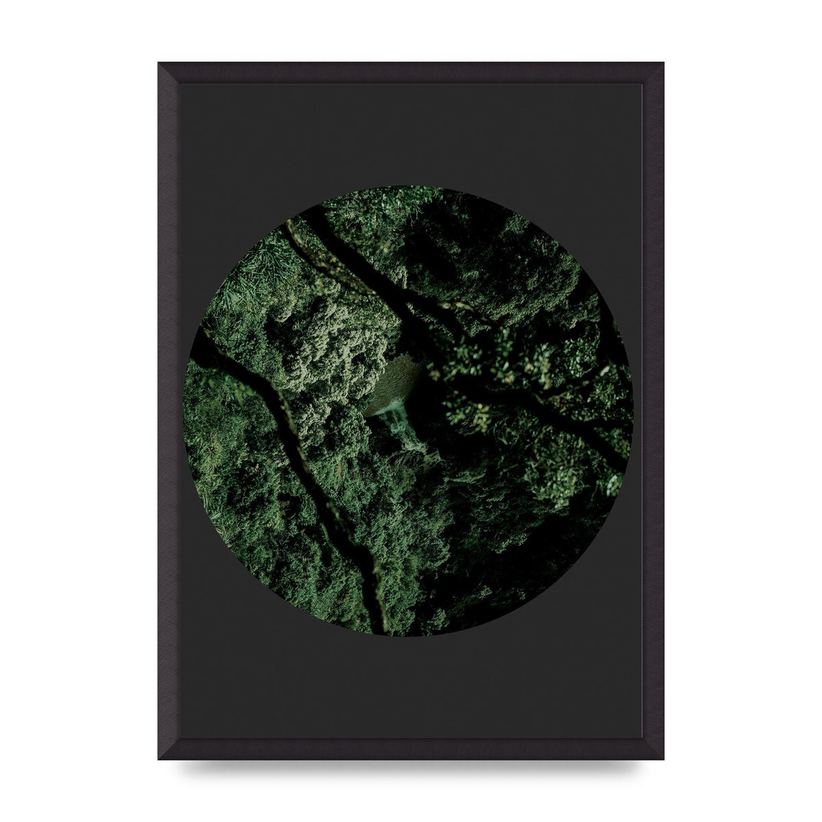 Black Back Green Plant Disc Series Two Printed Poster - A2 framed