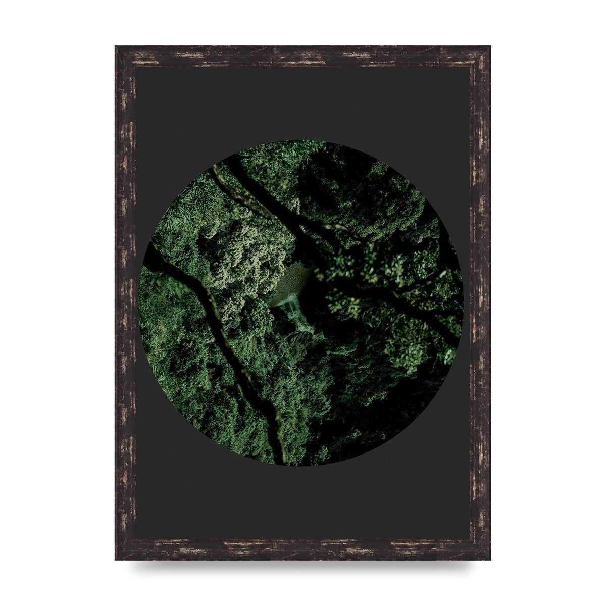 Black Back Green Plant Disc Series Two Printed Poster - A3 framed