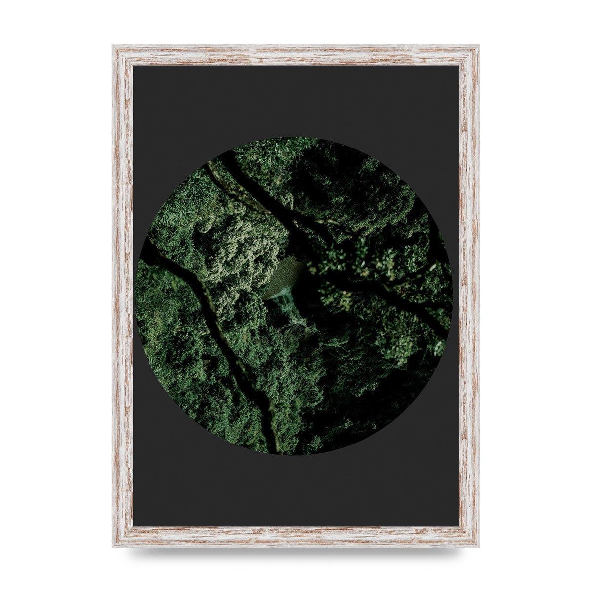 Black Back Green Plant Disc Series Two Printed Poster - A3 framed