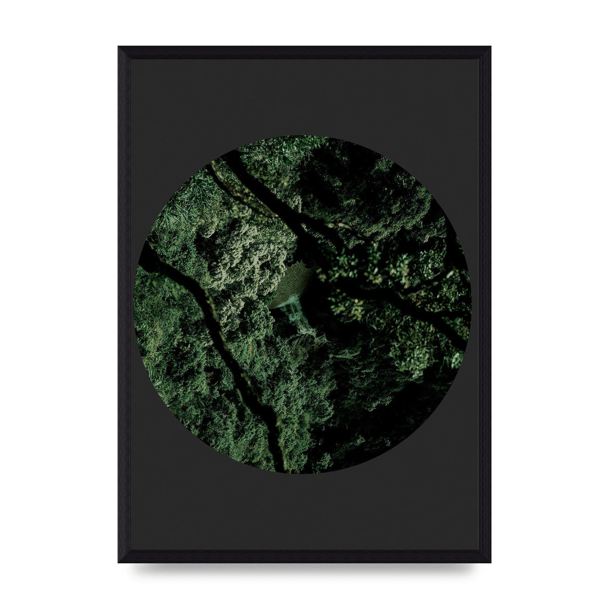 Black Back Green Plant Disc Series Two Printed Poster - A3 framed