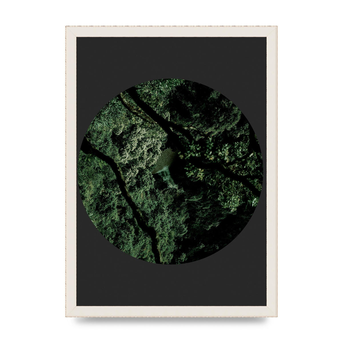 Black Back Green Plant Disc Series Two Printed Poster - A3 framed