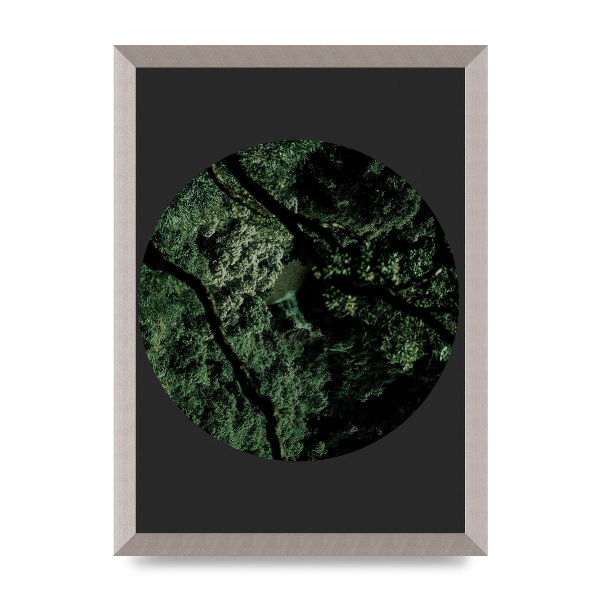 Black Back Green Plant Disc Series Two Printed Poster - A3 framed