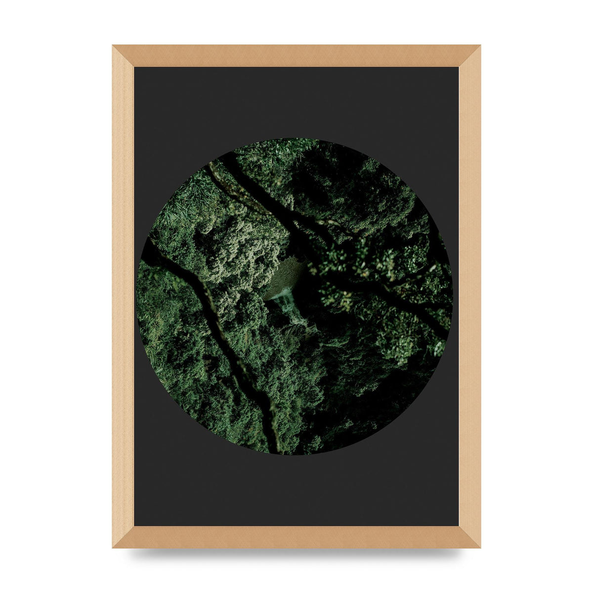 Black Back Green Plant Disc Series Two Printed Poster - A3 framed