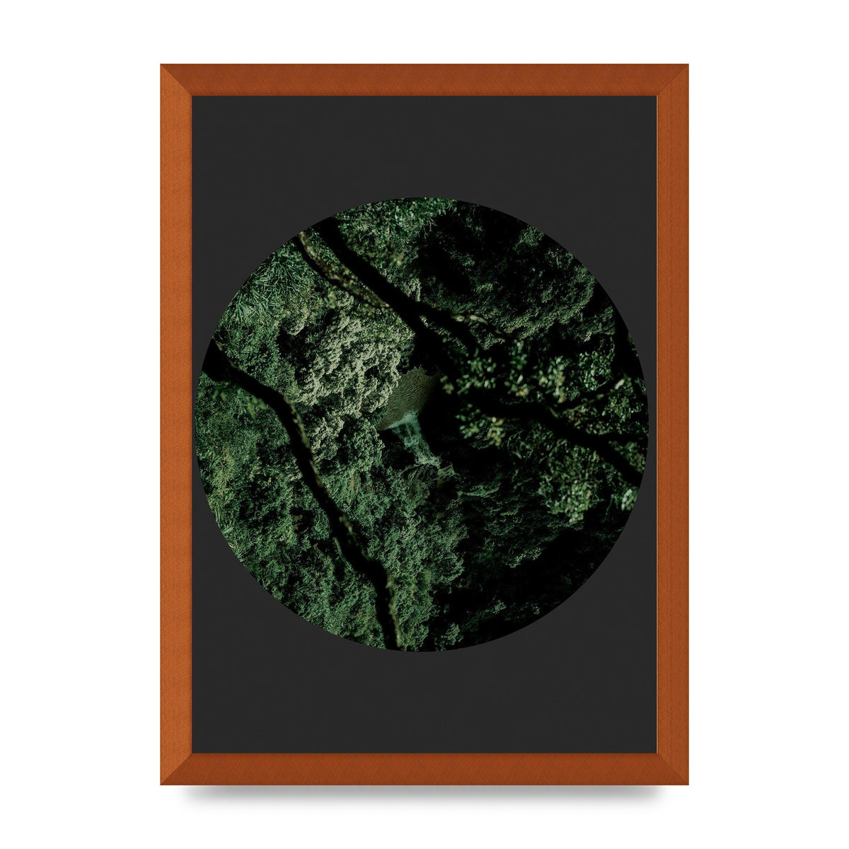 Black Back Green Plant Disc Series Two Printed Poster - A3 framed