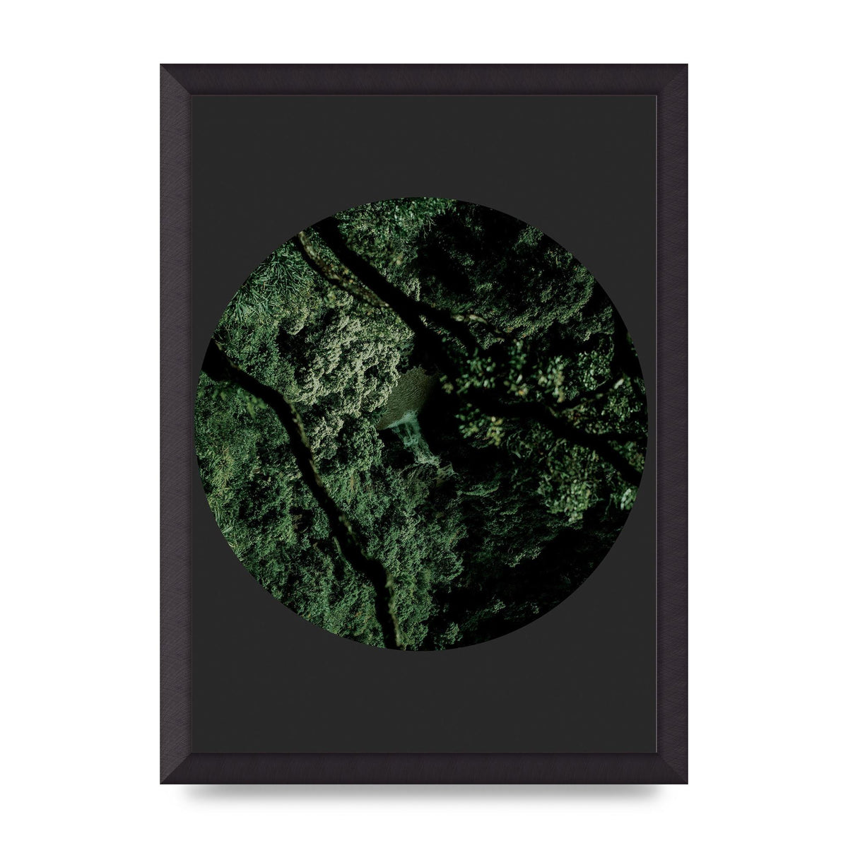 Black Back Green Plant Disc Series Two Printed Poster - A3 framed