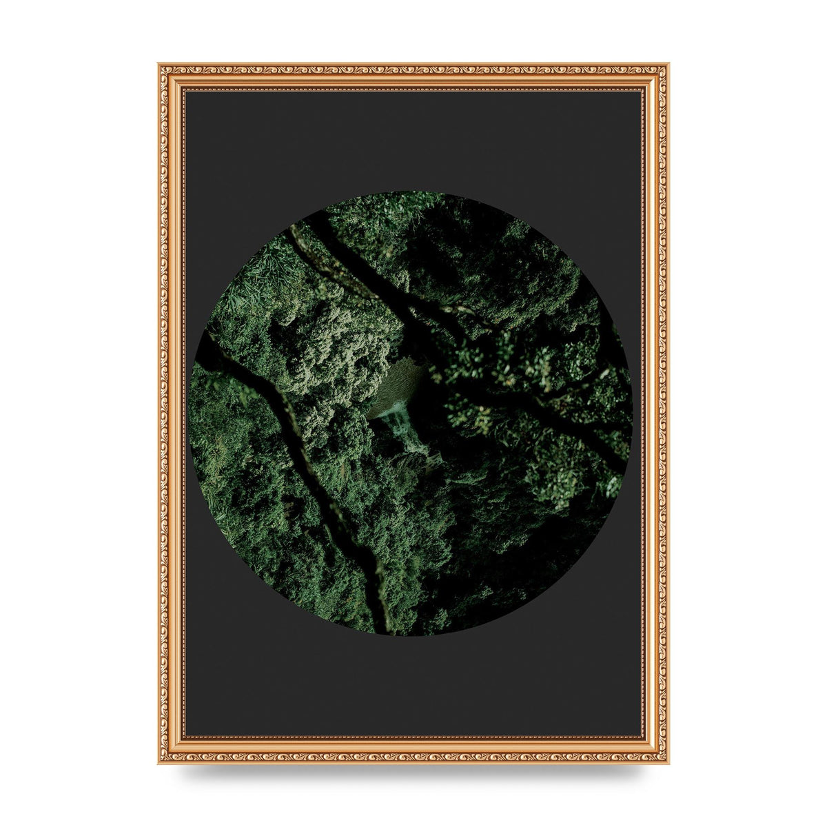 Black Back Green Plant Disc Series Two Printed Poster - A3 framed