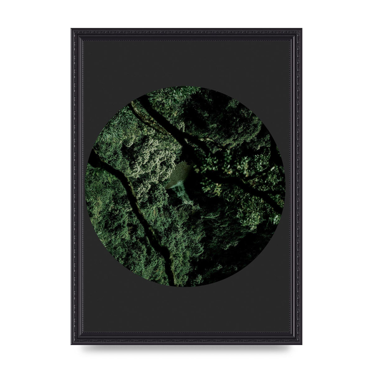 Black Back Green Plant Disc Series Two Printed Poster - A3 framed