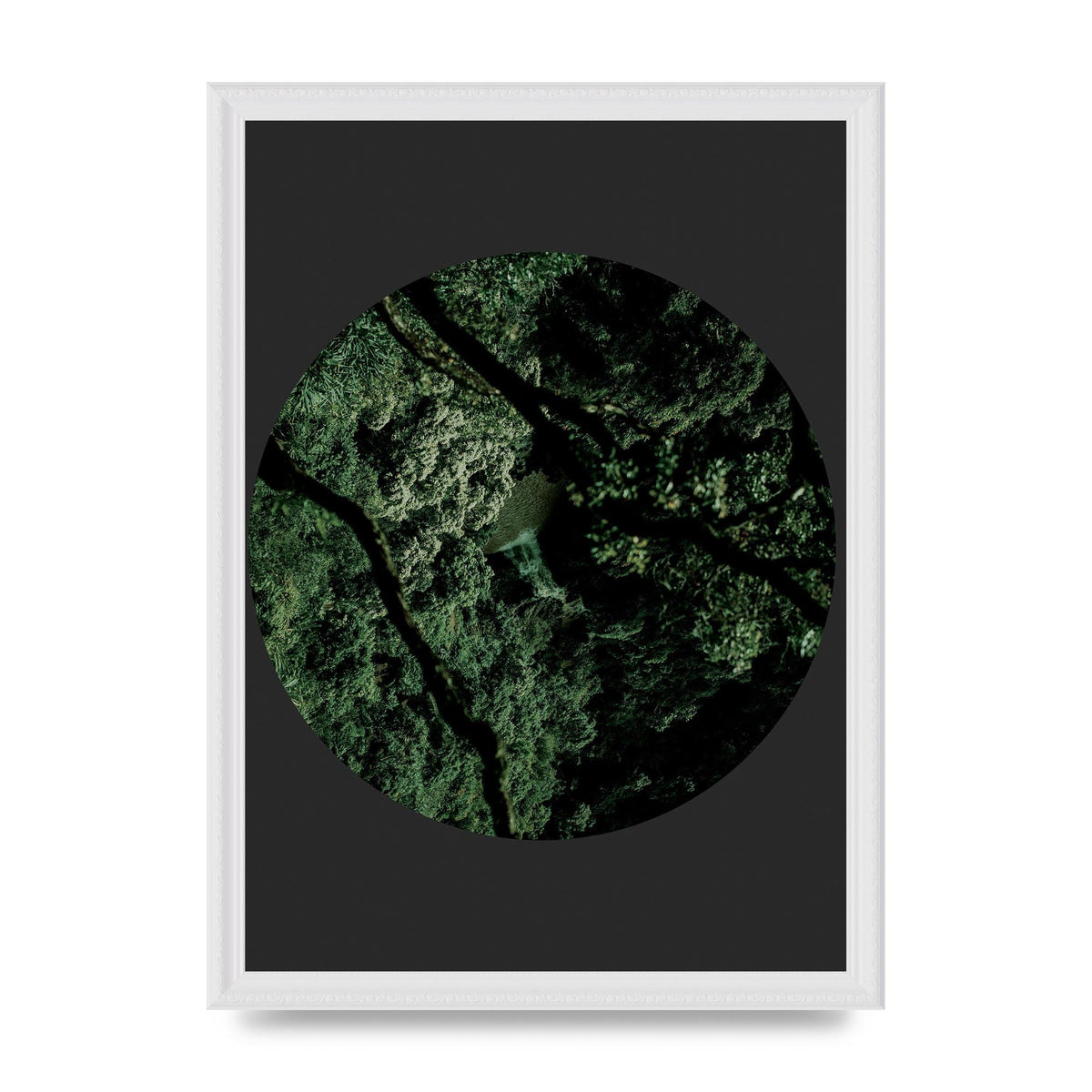 Black Back Green Plant Disc Series Two Printed Poster - A3 framed