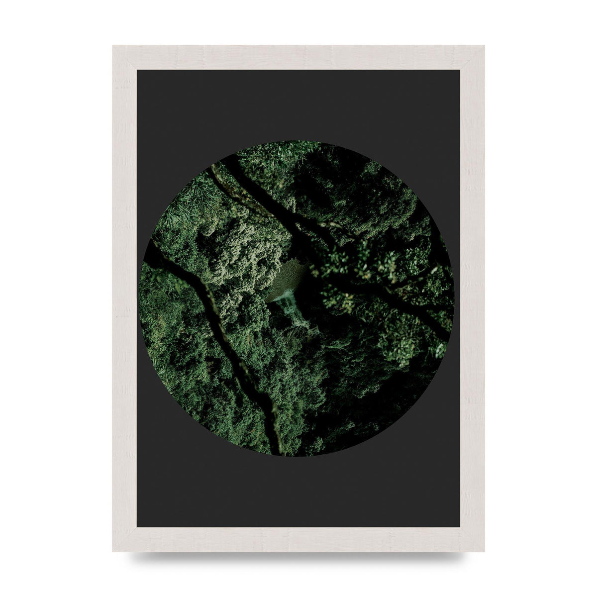 Black Back Green Plant Disc Series Two Printed Poster - A4 framed