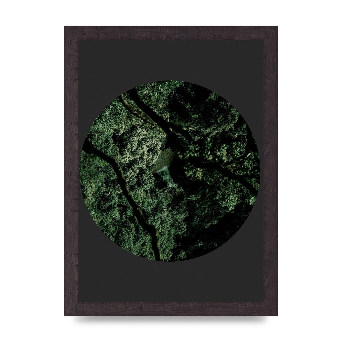 Black Back Green Plant Disc Series Two Printed Poster - A4 framed