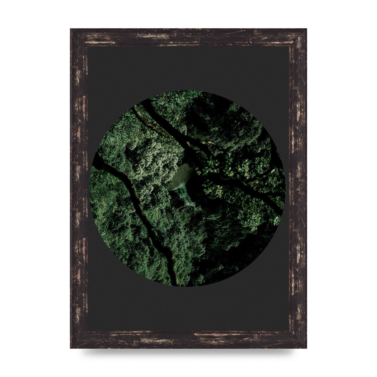 Black Back Green Plant Disc Series Two Printed Poster - A4 framed