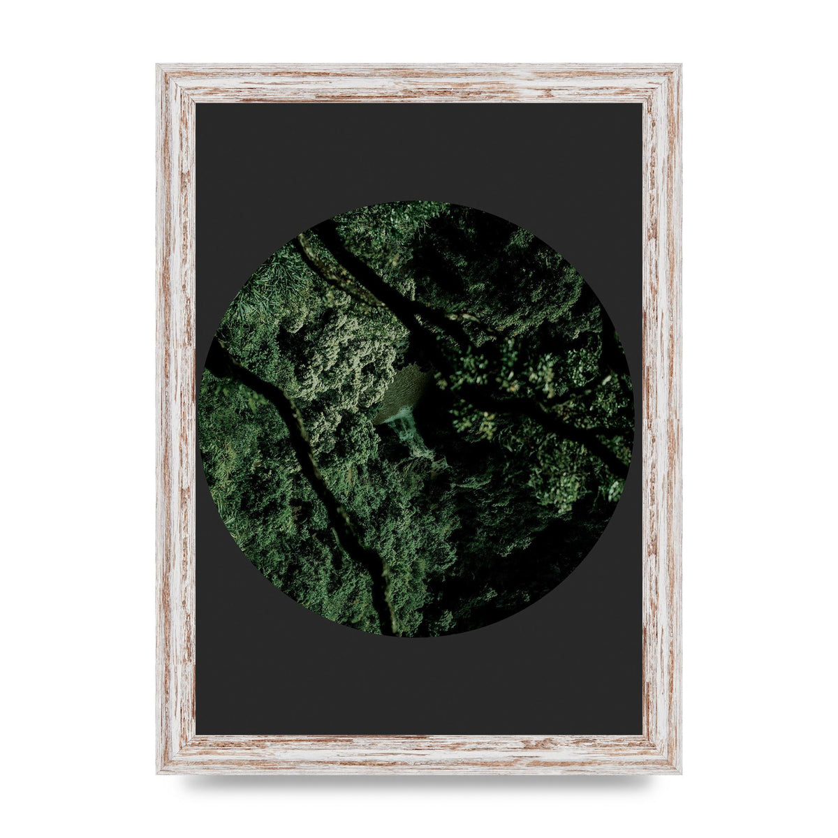 Black Back Green Plant Disc Series Two Printed Poster - A4 framed