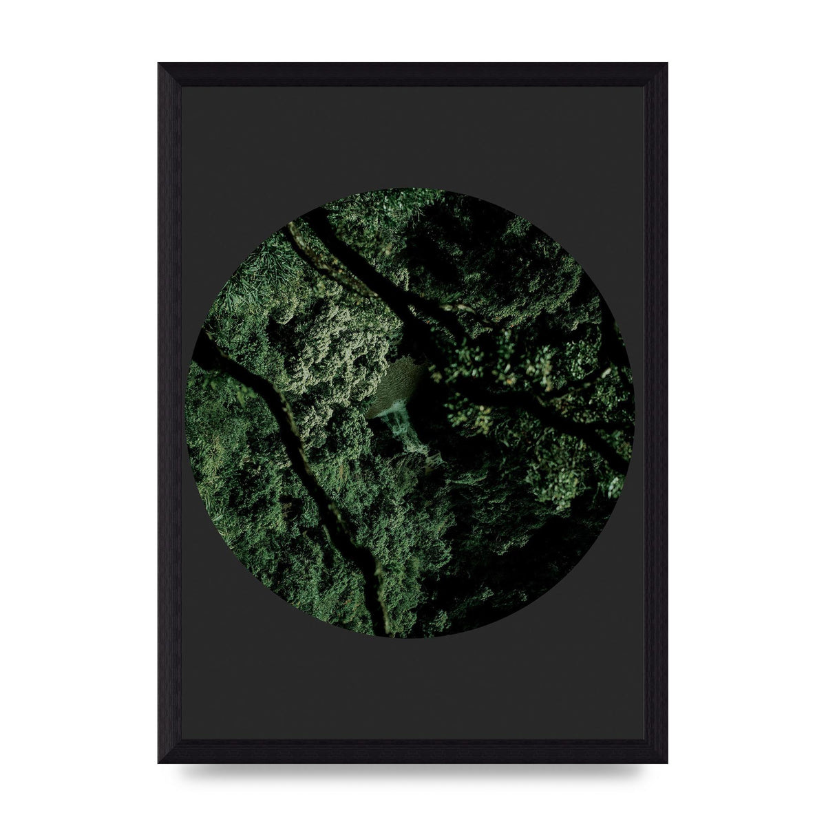 Black Back Green Plant Disc Series Two Printed Poster - A4 framed