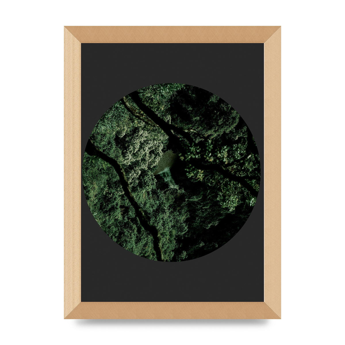 Black Back Green Plant Disc Series Two Printed Poster - A4 framed