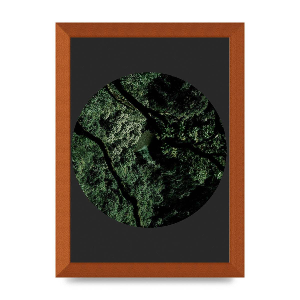 Black Back Green Plant Disc Series Two Printed Poster - A4 framed