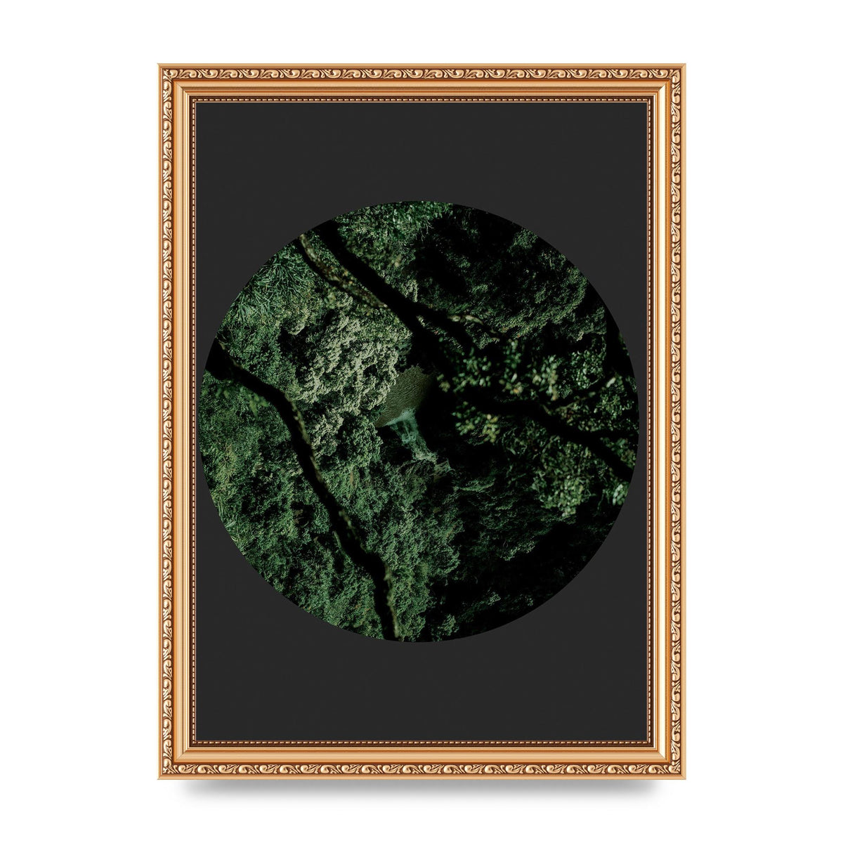 Black Back Green Plant Disc Series Two Printed Poster - A4 framed