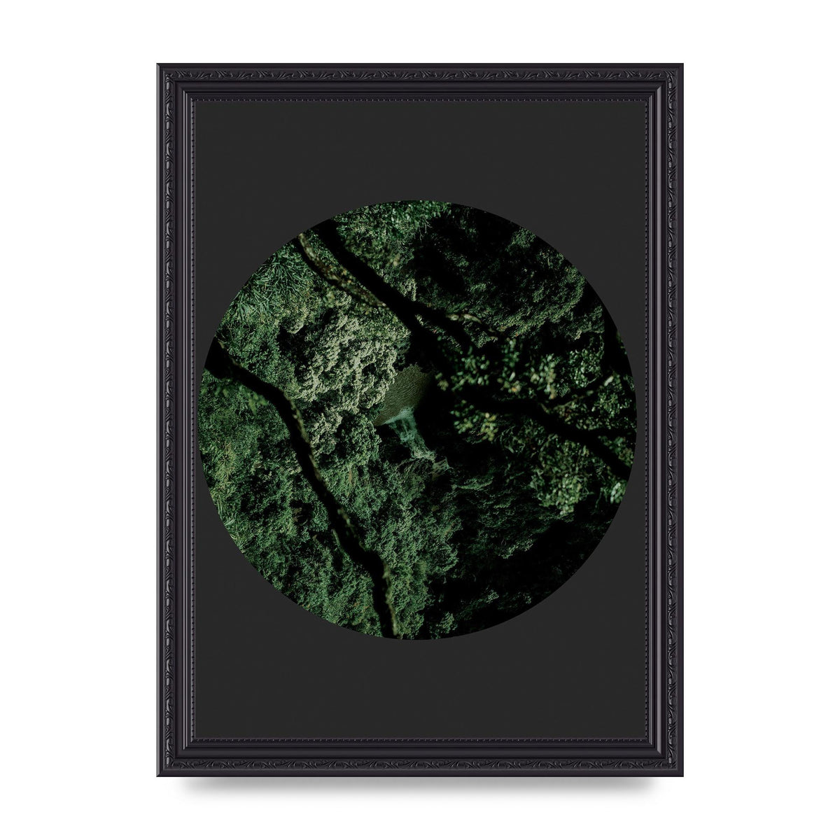 Black Back Green Plant Disc Series Two Printed Poster - A4 framed