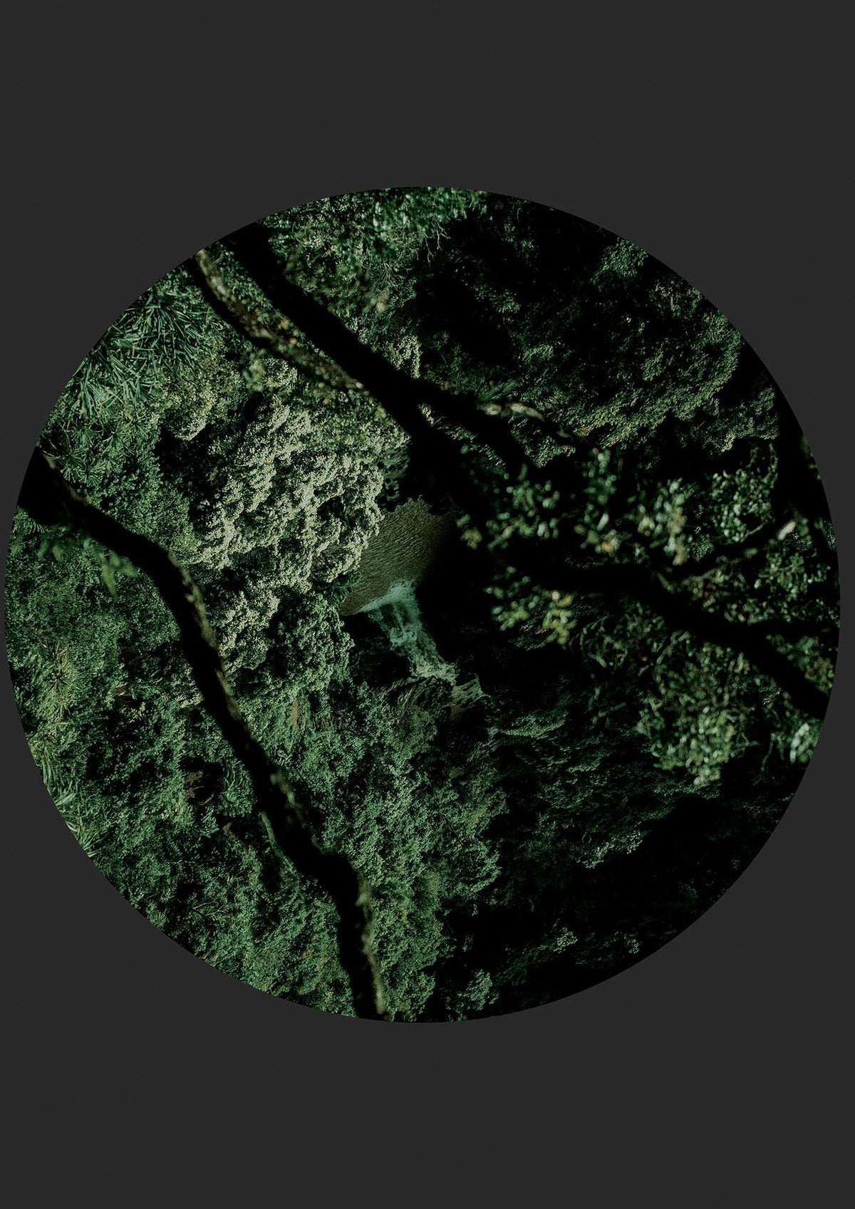 Black Back Green Plant Disc Series Two Printed Poster - detail
