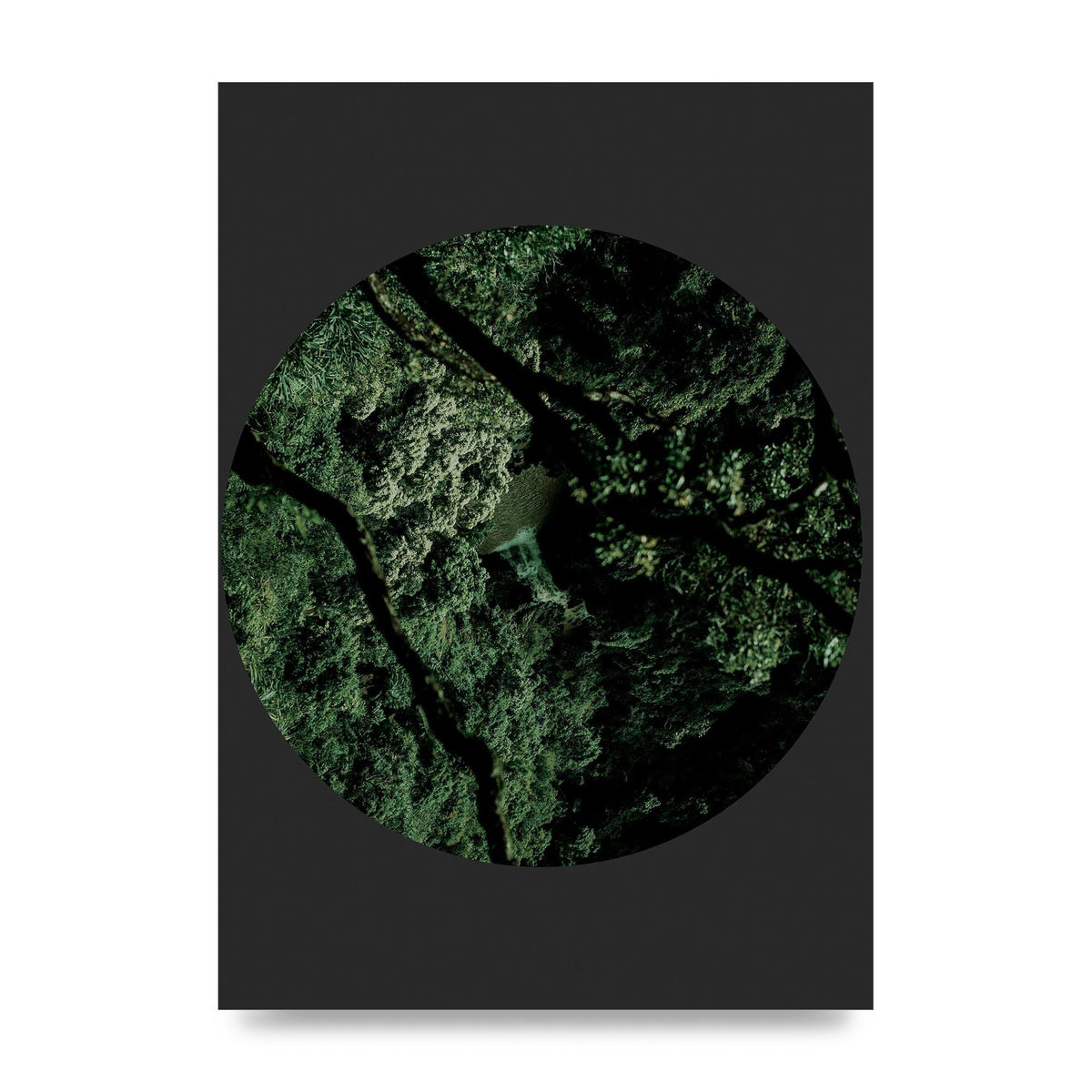Black Back Green Plant Disc Series Two Printed Poster - unframed print