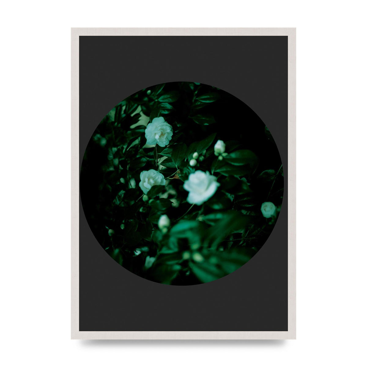 Black Back Green Plant Disc Series Three Wall Art - A2 framed