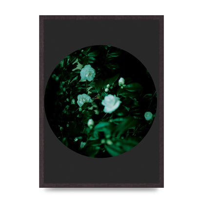 Black Back Green Plant Disc Series Three Wall Art - A2 framed