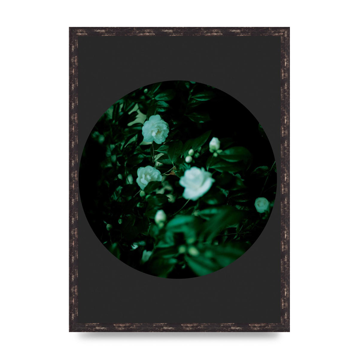 Black Back Green Plant Disc Series Three Wall Art - A2 framed