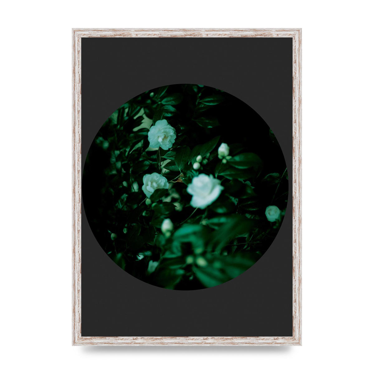 Black Back Green Plant Disc Series Three Wall Art - A2 framed